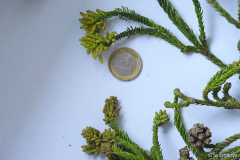 geköpfte cyrtomeria1