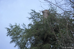 geköpfte cyrtomeria PB