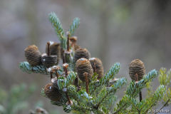 abies koreana winter