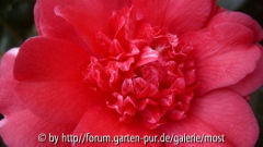 Formosa de young 1 feb 14.jpg