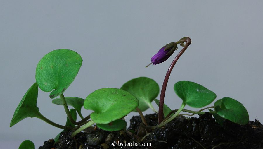 Soldanella alpina