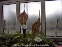 Arisaema sikokianum