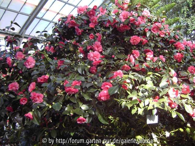 Camelia