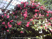 Camelia