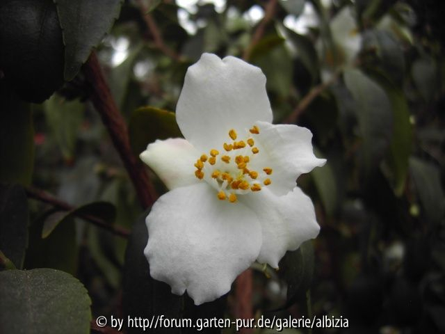 Camelia fraterna