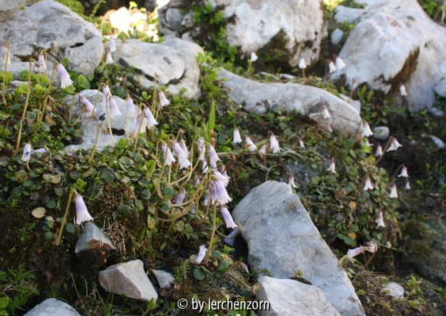 Soldanella austriaca