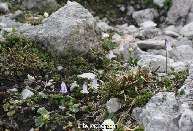 Soldanella austriaca