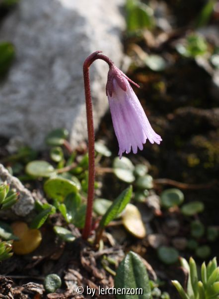 Soldanella austriaca