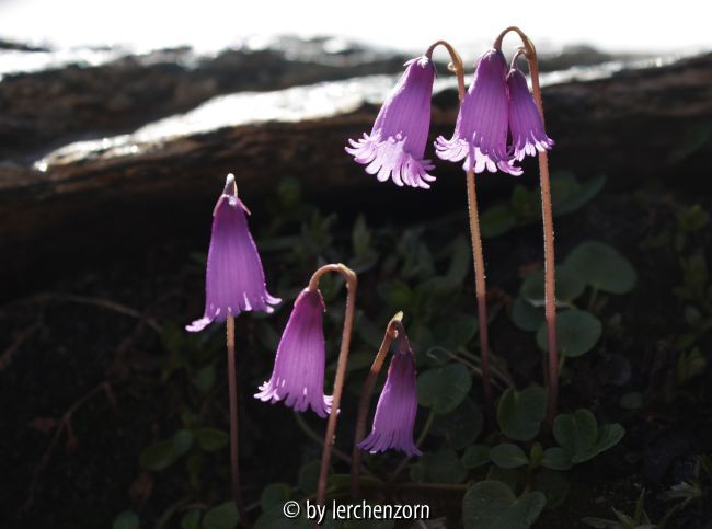 Soldanella alpicola