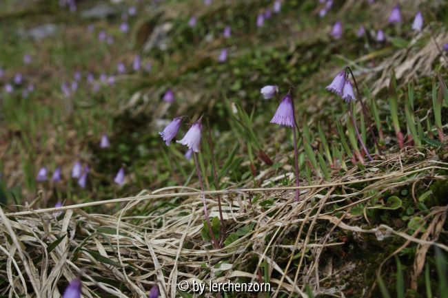 Soldanella alpicola