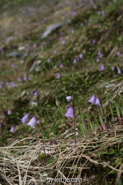 Soldanella alpicola