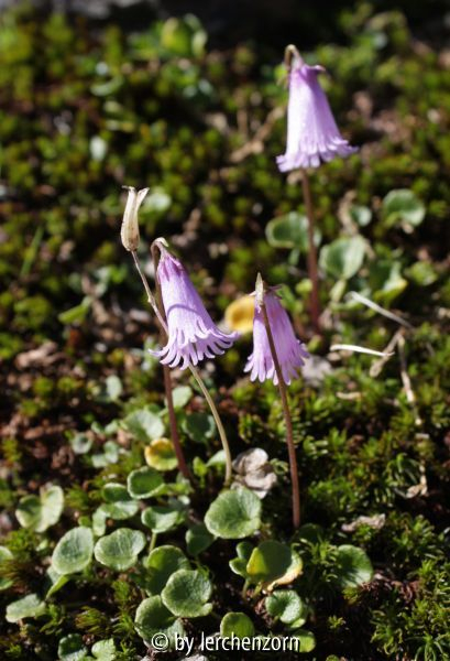 Soldanella alpicola