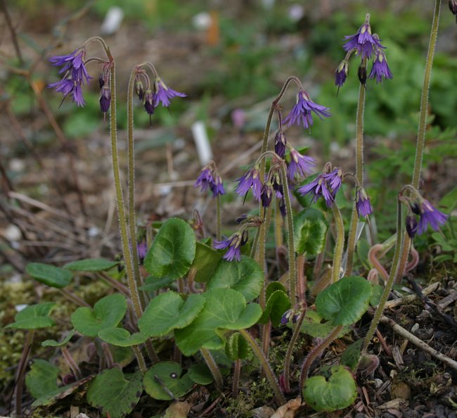 Soldanella villosa