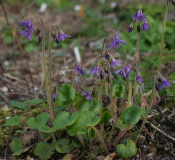 Soldanella villosa