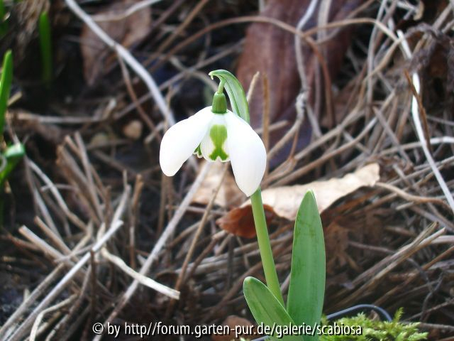 Galanthus 02.02.2014