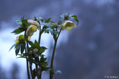 apricot14