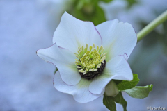weiss pinkroter rand