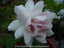Grey Dawn - Blüte 2.jpg