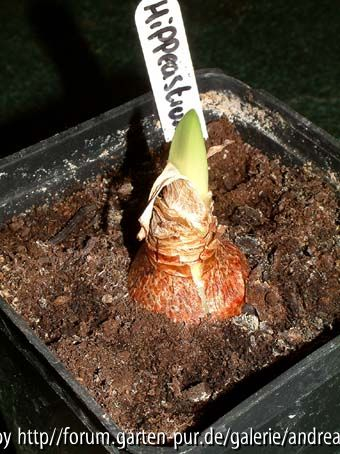 Hippeastrum Mrs. Garfield
