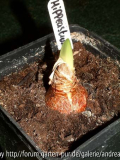 Hippeastrum Mrs. Garfield