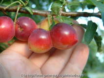 Prunus cerasifera 9