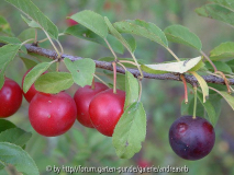 Prunus cerasifera 8