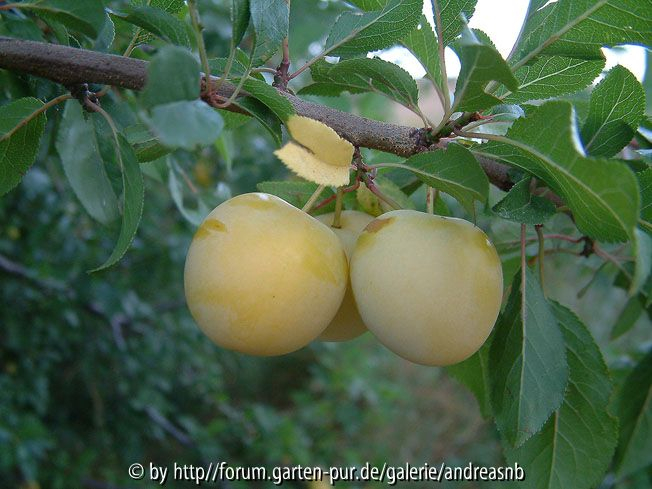 Prunus cerasifera 7