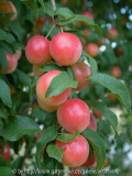 Prunus cerasifera 6