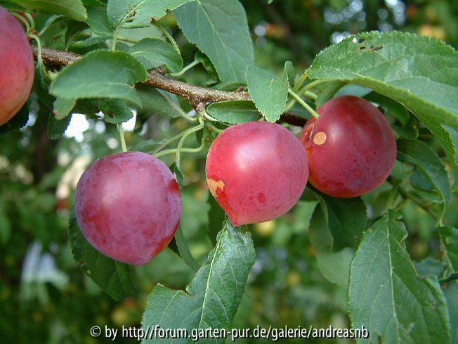 Prunus cerasifera 5