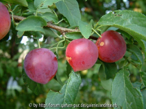 Prunus cerasifera 5