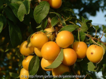 Prunus cerasifera 4