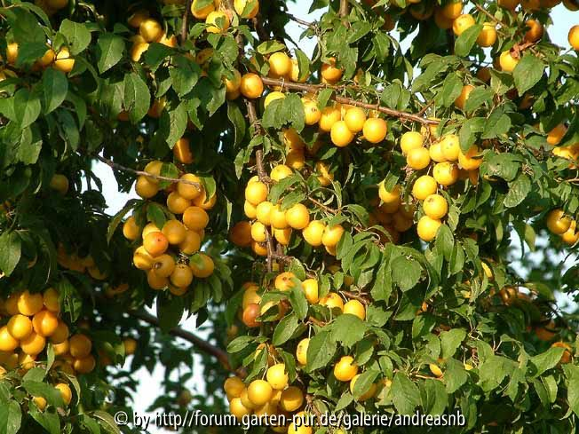 Prunus cerasifera 3