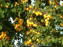 Prunus cerasifera 3