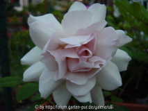 Grey Dawn - Blüte 3.jpg