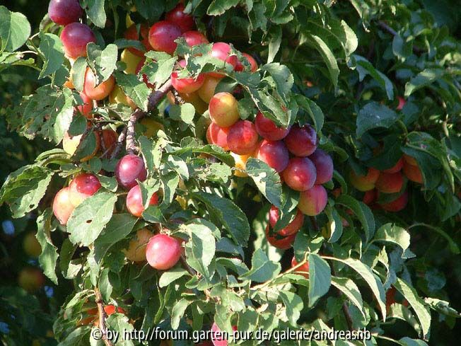 Prunus cerasifera 2