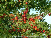 Prunus cerasifera 1