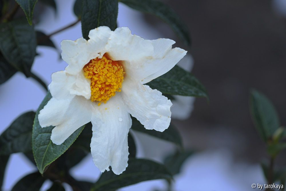 C.granthamiana14