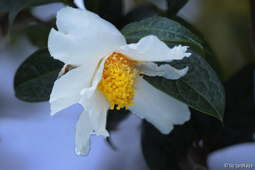 C.granthamiana14b
