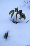 stehaufmännli im schnee