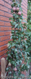 2011-07-16 16_29_03 (254x640).jpg