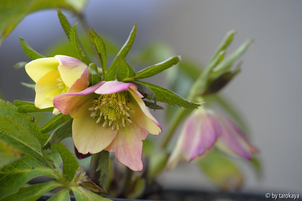 becherförmig apricot