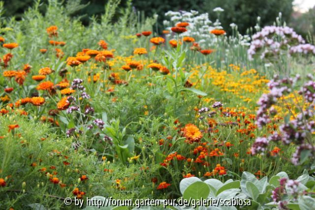 Tagetes, Gemüsebeete