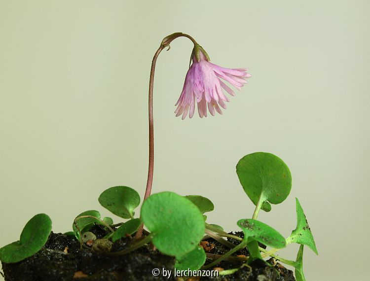 Soldanella alpina