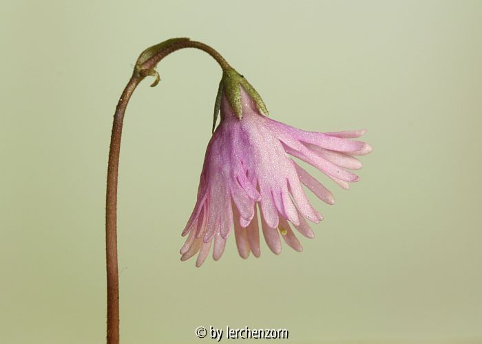 Soldanella alpina