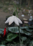 'Godfrey Owen'