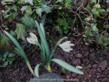 'Bunch'