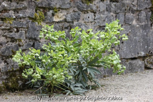 Helleboros foet. Bastionsgarten