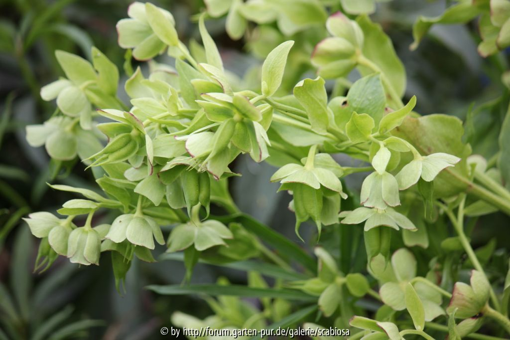 Helleborus foet. Bastionsgarten Blüte