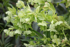 Helleborus foet. Bastionsgarten Blüte