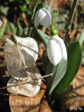 "Porreefolium"